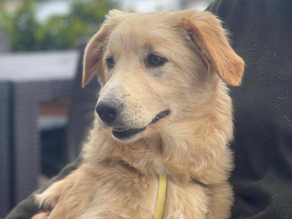 Adotta un cane, femmina, 8 mesi, Bari