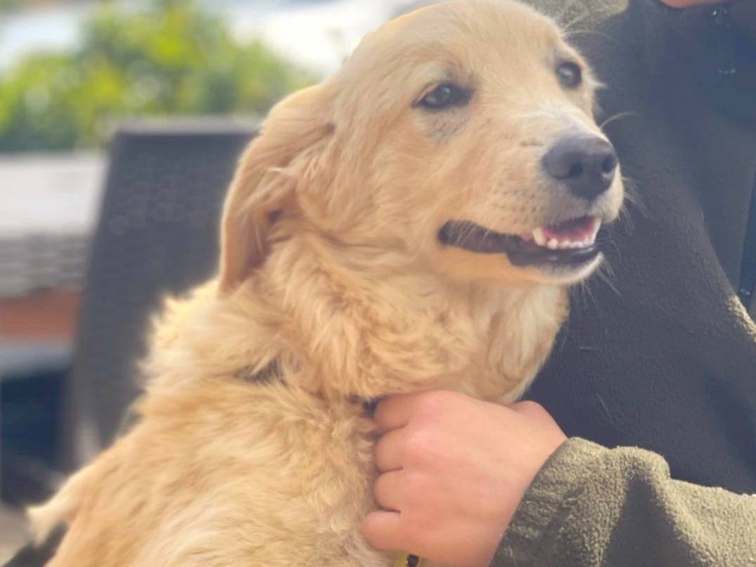 Adotta un cane, taglia media, femmina, Bari