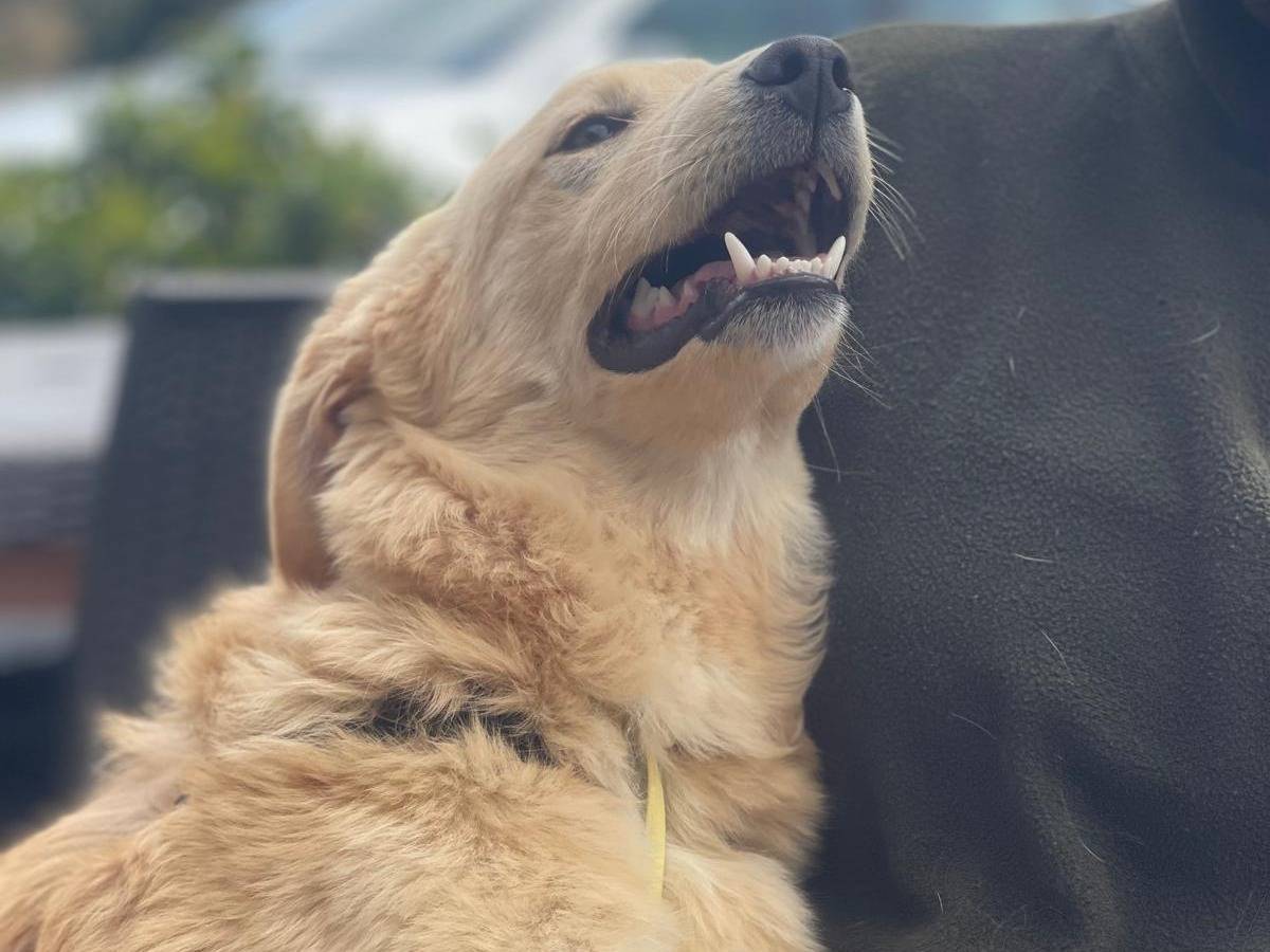 Vuoi adottare un cane a Bari?