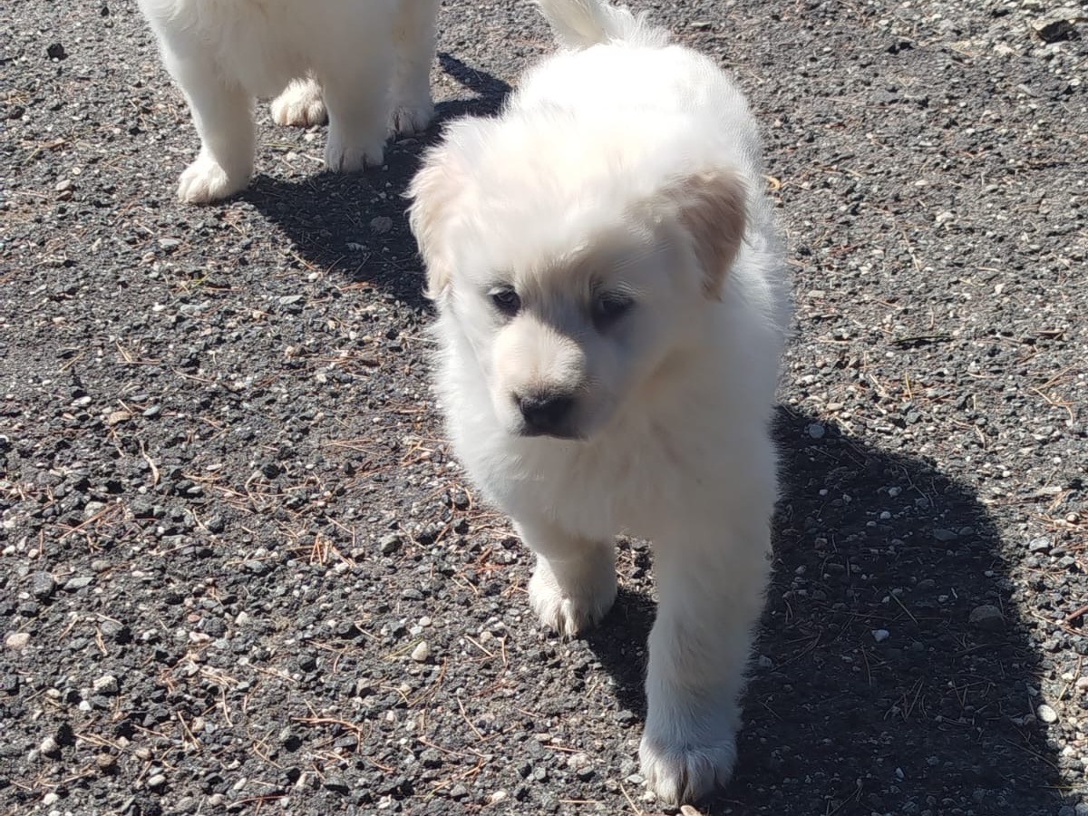 Adozione cane, femmina, Pastore maremmano Razza sconosciuta, 3 mesi, taglia grande, Siracusa