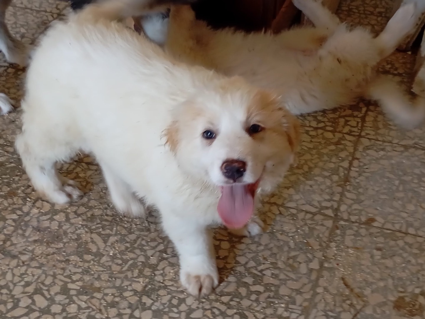 Adotta un cane, femmina, 3 mesi, Siracusa