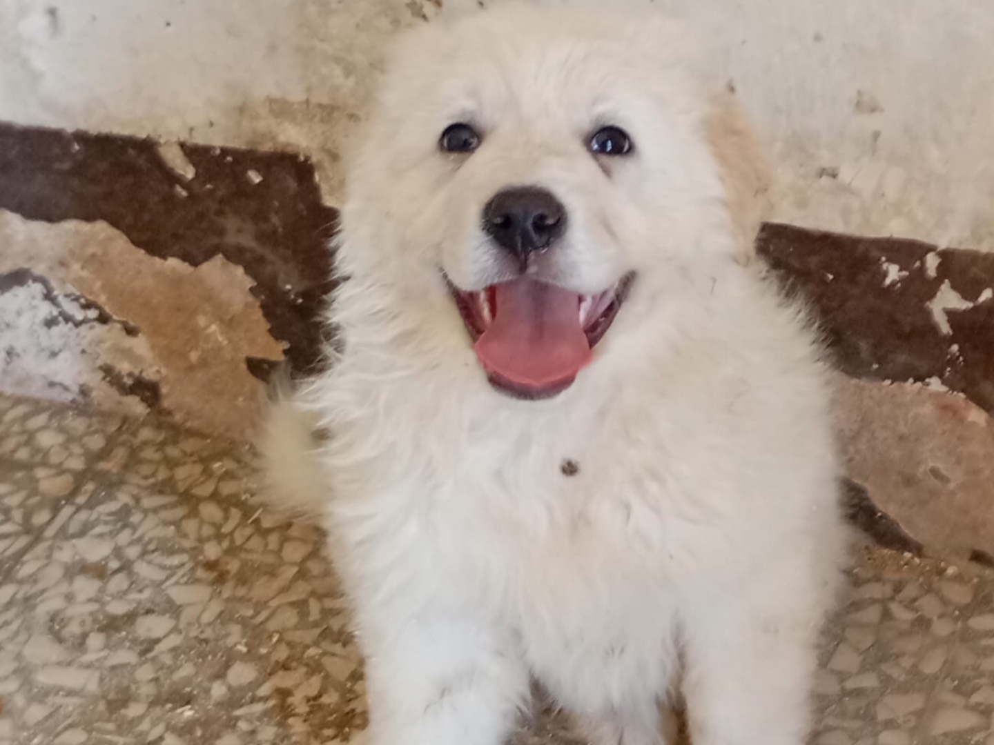 Adotta un cane, taglia grande, femmina, Siracusa