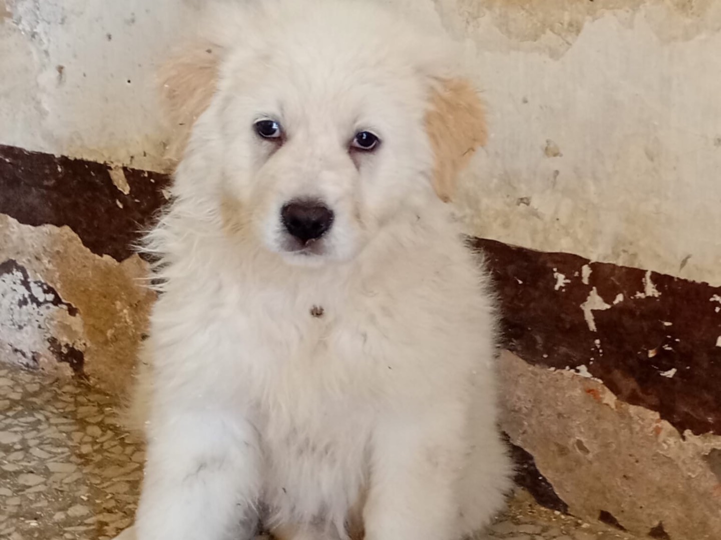 Vuoi adottare un cane a Siracusa?