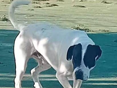 Adotta il cane Bingo a Cosenza