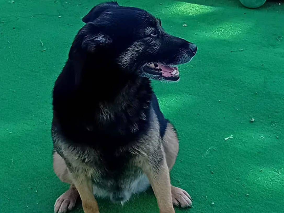 Adotta il cane Rambo a Cosenza
