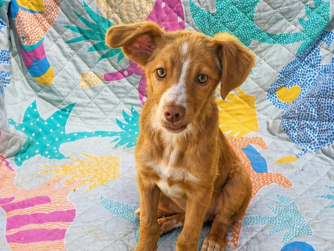 Adozione cane, maschio, Razza sconosciuta Razza sconosciuta, 2 mesi, taglia media, Siracusa