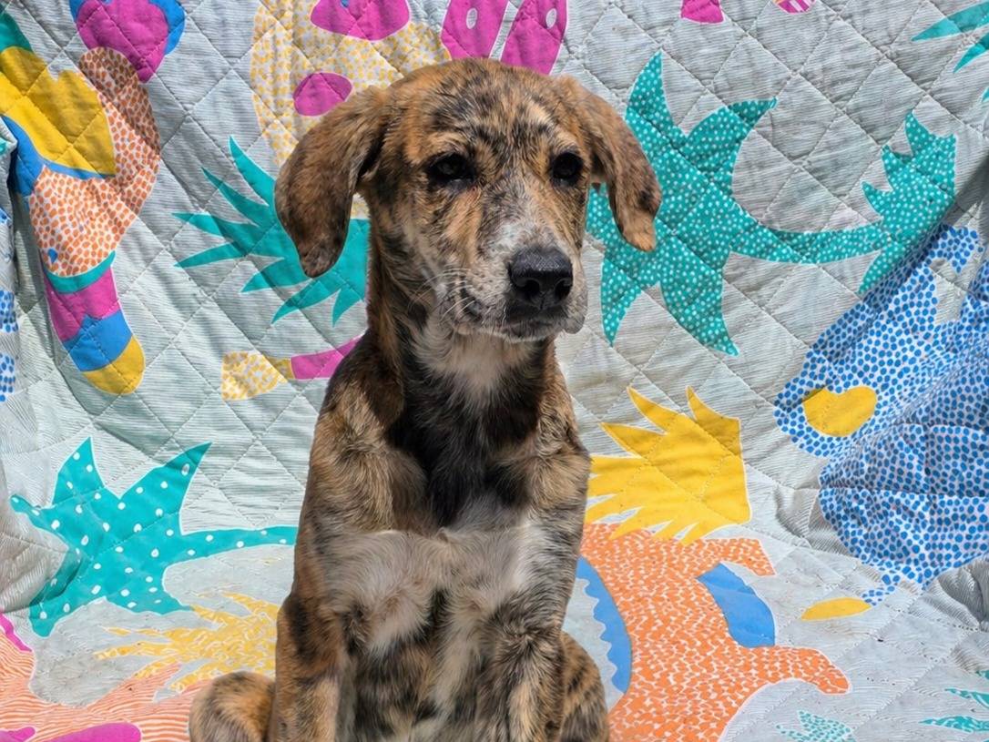 Adozione cane, femmina, Razza sconosciuta Razza sconosciuta, 2 mesi, taglia grande, Siracusa