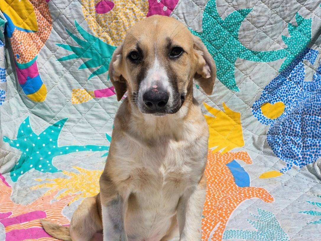 Adozione cane, femmina, Razza sconosciuta Razza sconosciuta, 2 mesi, taglia grande, Siracusa