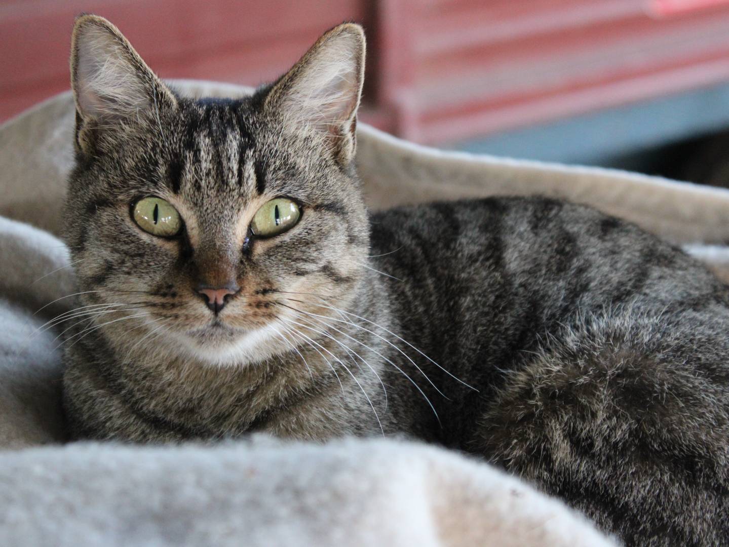 Adozione gatto, femmina, Razza sconosciuta Razza sconosciuta, 1 anno e 7 mesi, taglia non valida, Frosinone