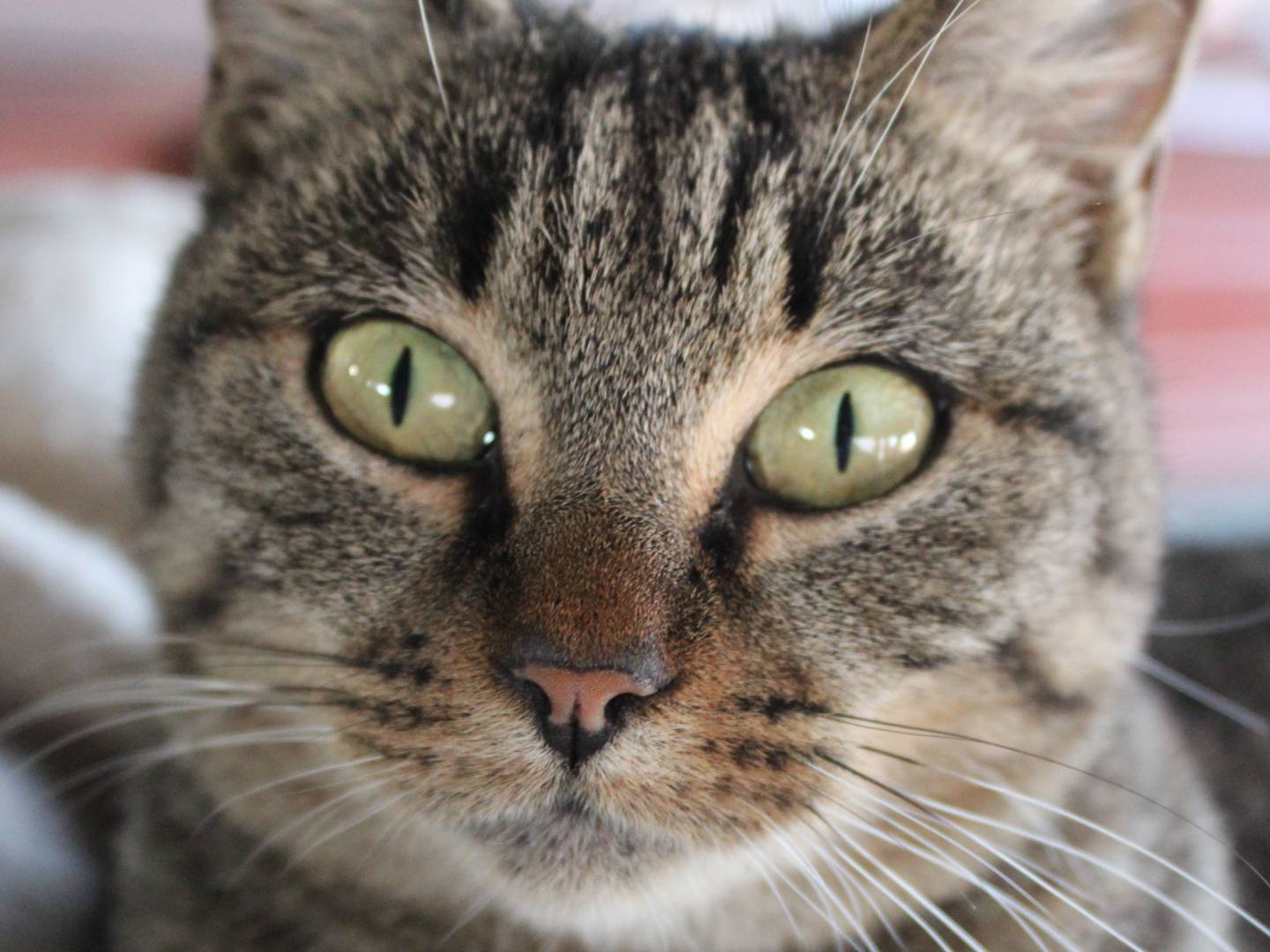 Adotta un gatto, femmina, 1 anno e 7 mesi, Frosinone