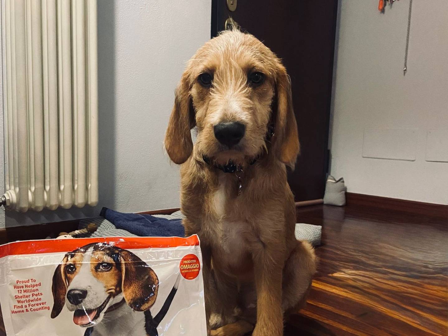 Adozione cane, maschio, Razza sconosciuta Razza sconosciuta, 4 mesi, taglia media contenuta, Como