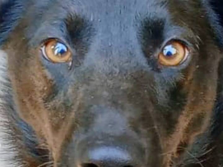 Adozione cane, maschio, Razza sconosciuta Razza sconosciuta, 3 anni e 8 mesi, taglia piccola, Frosinone