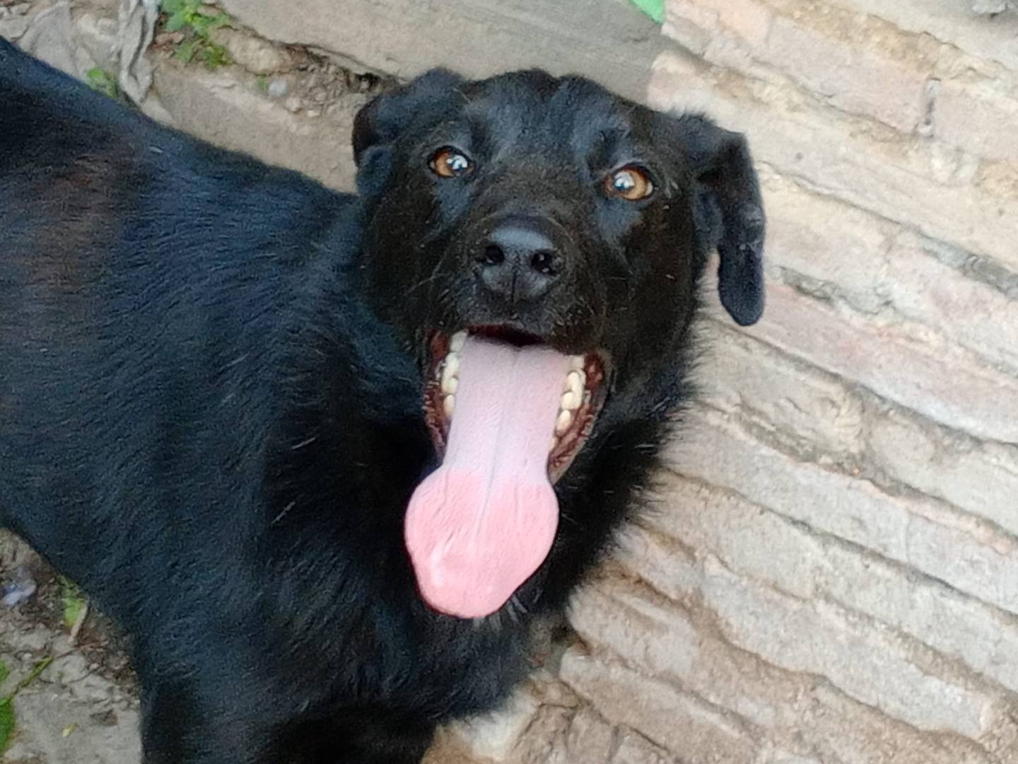 Adotta un cane, maschio, 3 anni e 8 mesi, Frosinone