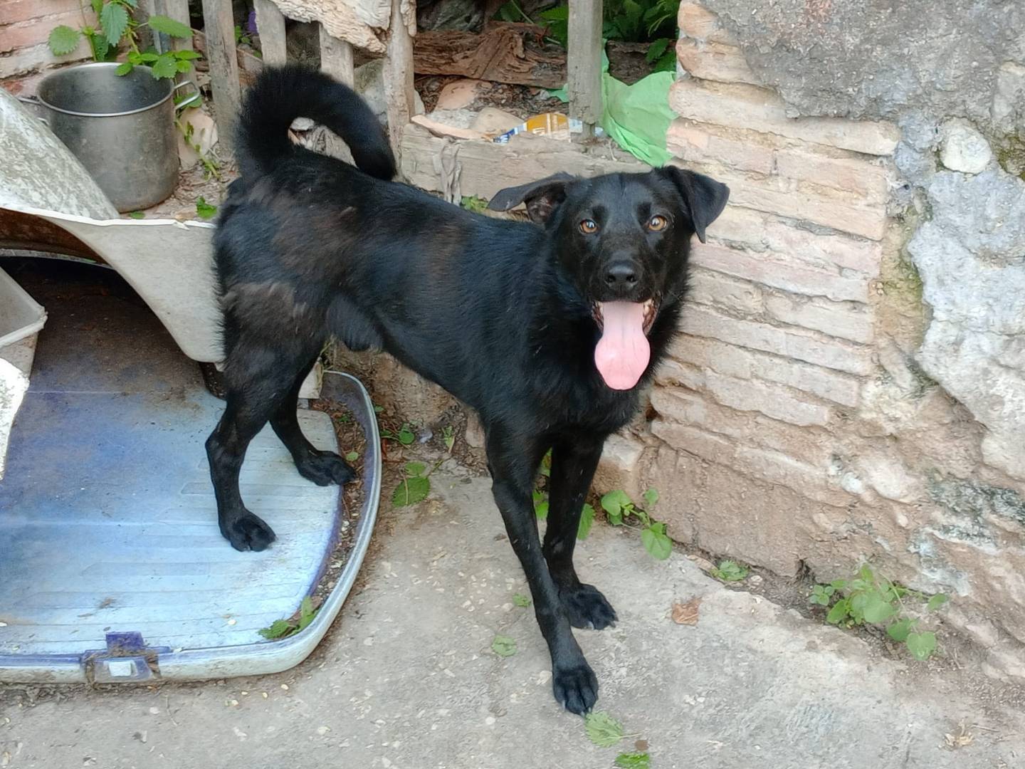 Adotta un cane, taglia piccola, maschio, Frosinone