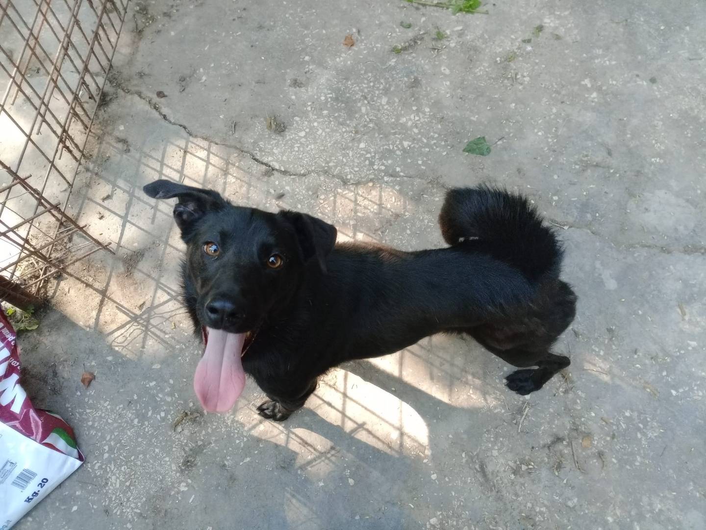 Vuoi adottare un cane a Frosinone?