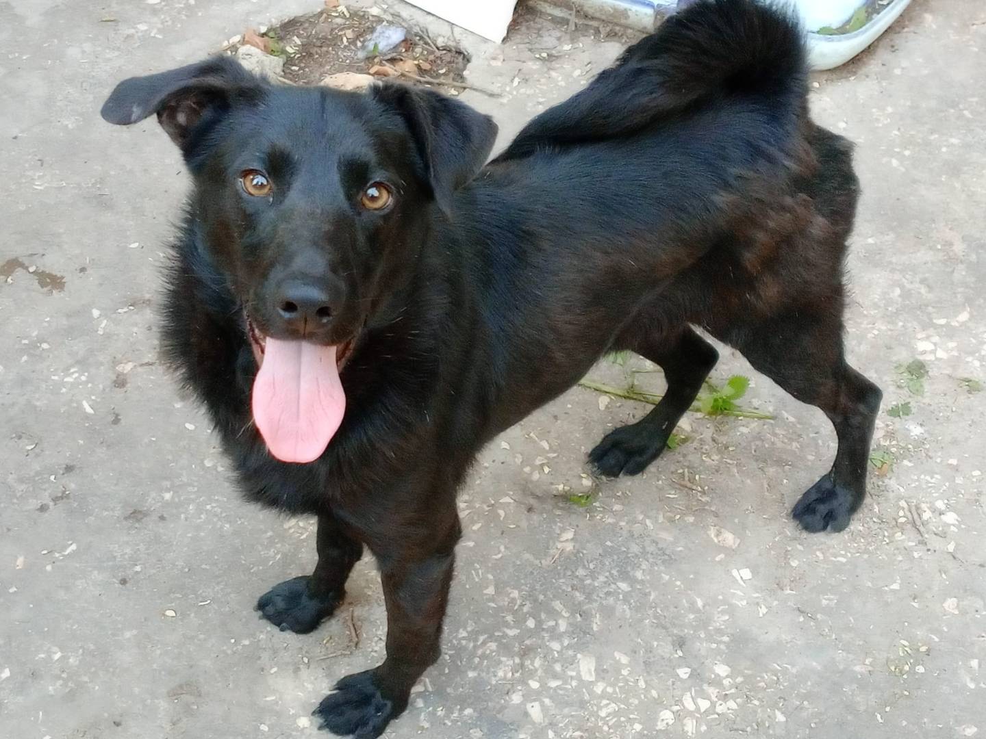 Adotta il cane LOLLO a Frosinone