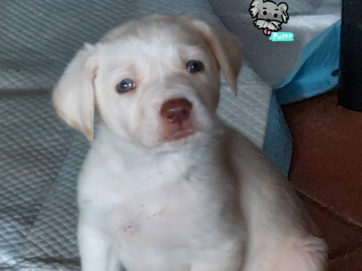 Adozione cane, maschio, Labrador Retriever Razza sconosciuta, 2 mesi, taglia media, Ferrara