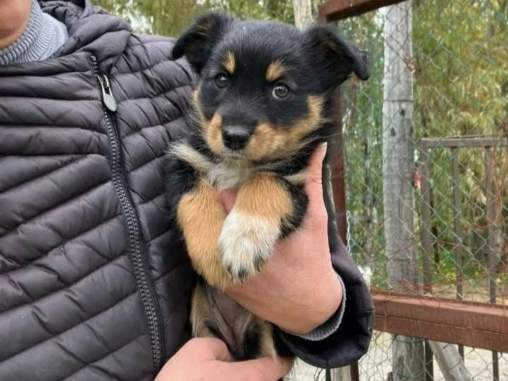 Adozione cane, femmina, Razza sconosciuta Razza sconosciuta, 2 mesi, taglia media contenuta, Catanzaro