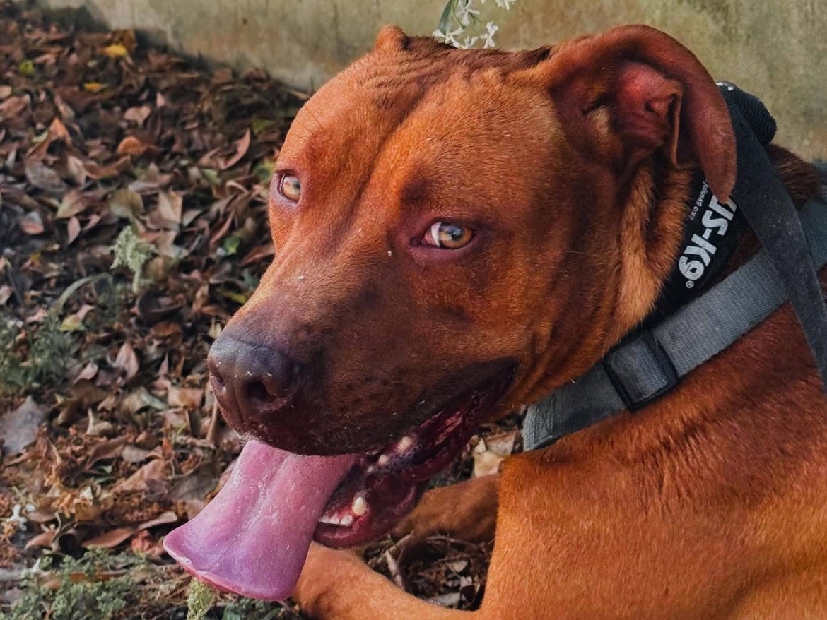 Adotta un cane, taglia media, maschio, Caserta
