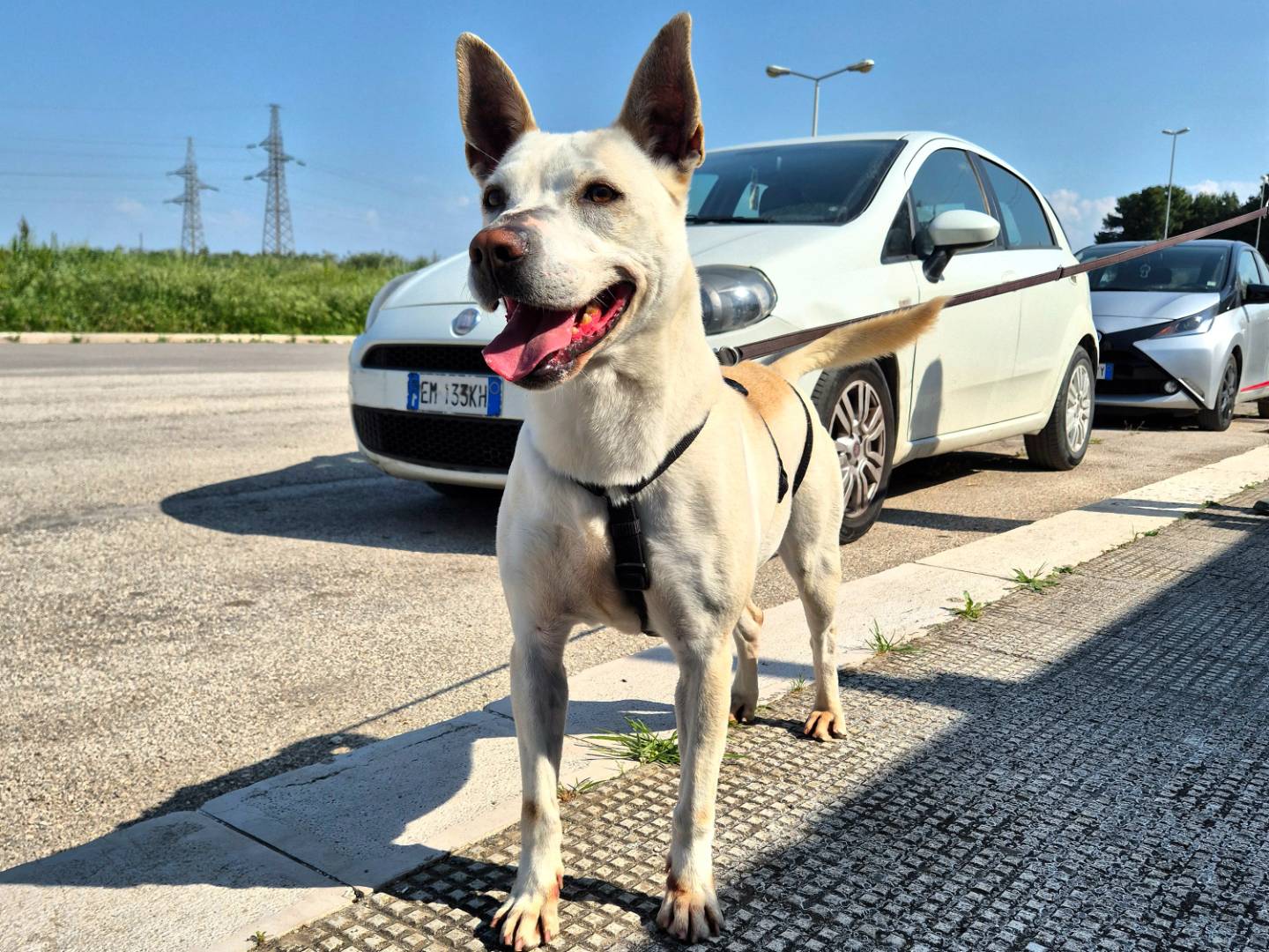 Adozione cane, femmina, Pastore svizzero Pitbull, 4 anni, taglia media, Barletta