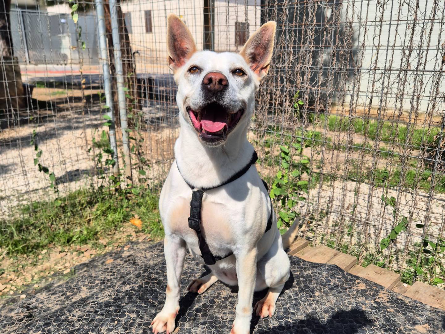 Adotta un cane, femmina, 4 anni, Barletta