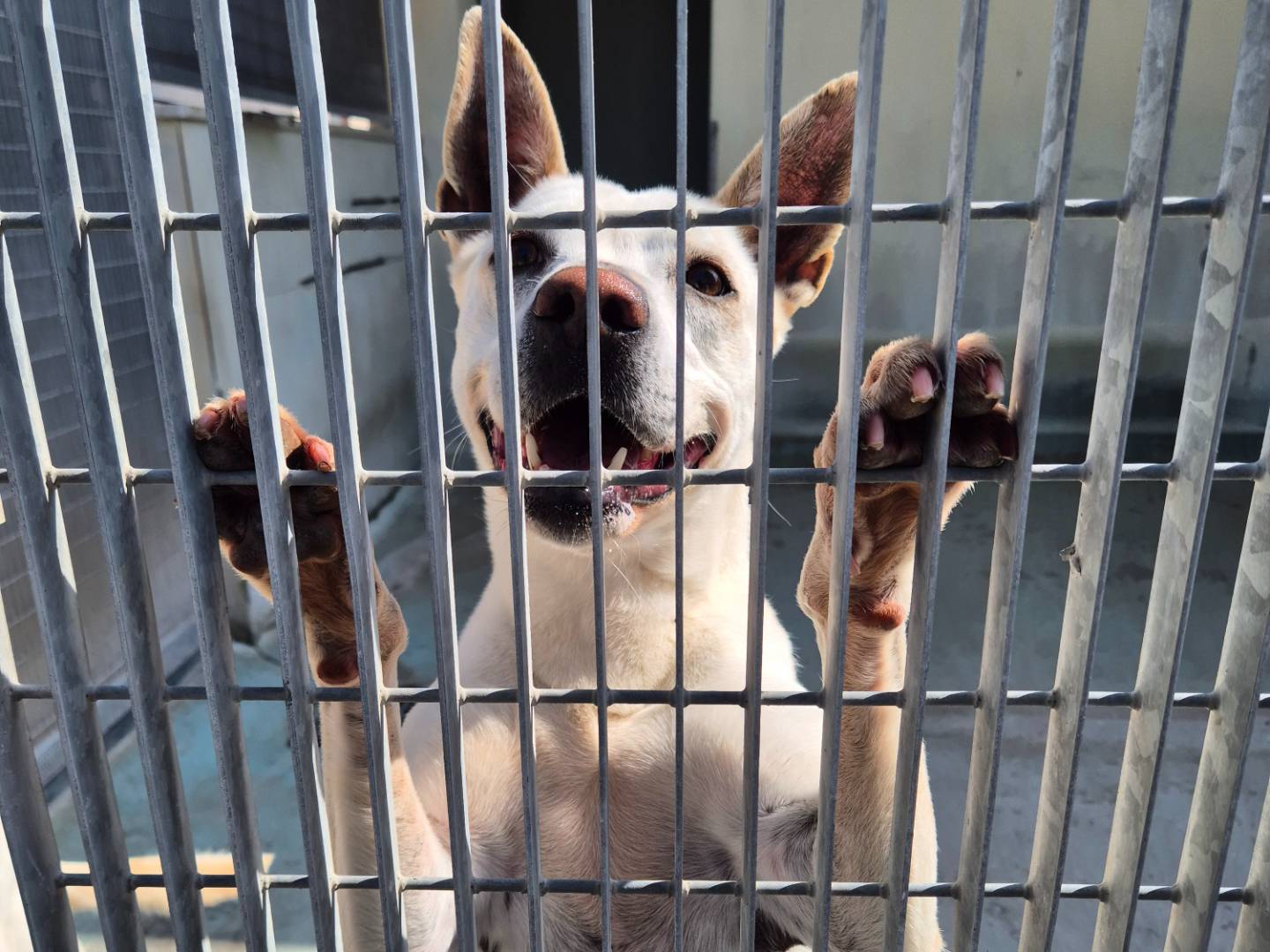 Adotta un cane, taglia media, femmina, Barletta