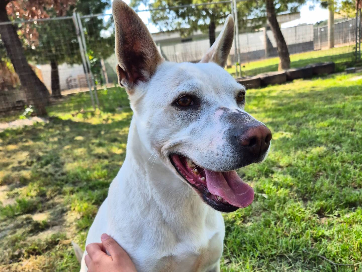 Vuoi adottare un cane a Barletta?