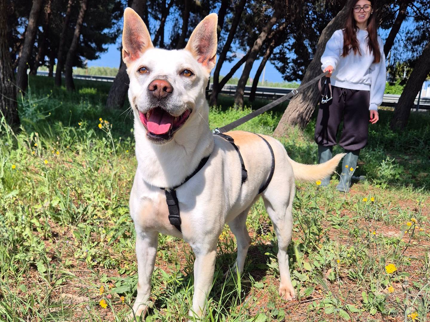 Adotta il cane Alaska a Barletta