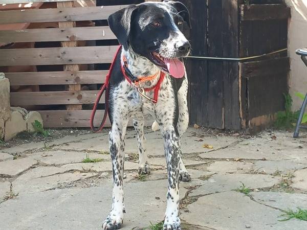 Adozione cane, femmina, Razza sconosciuta Razza sconosciuta, 4 anni e 7 mesi, taglia media, Torino