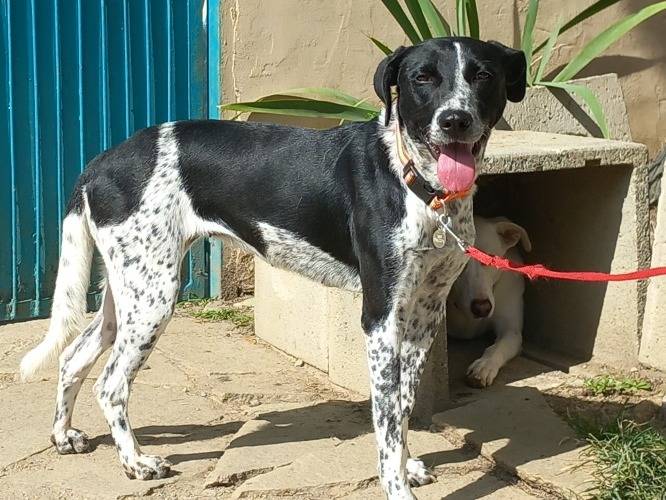 Adotta un cane, femmina, 4 anni e 7 mesi, Torino