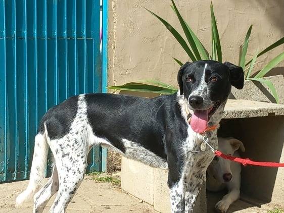 Adotta un cane, taglia media, femmina, Torino