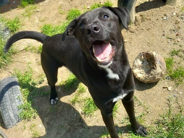 Adozione cane, maschio, Pitbull Labrador Retriever, 3 anni e 7 mesi, taglia media, Torino