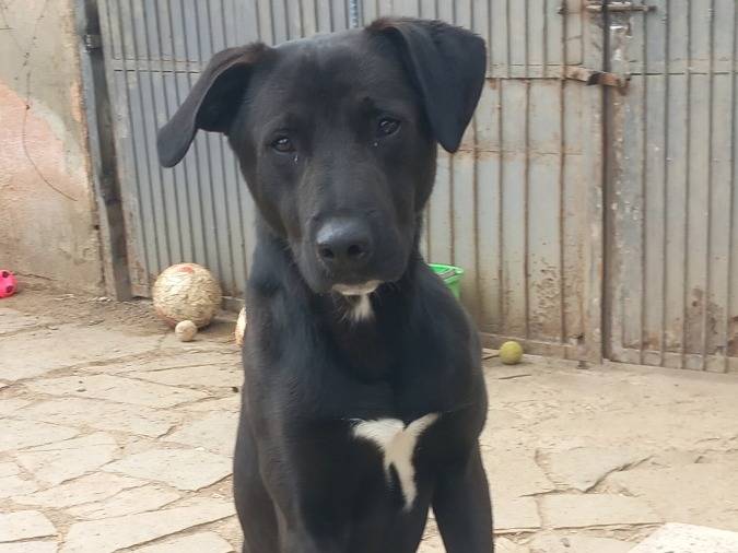 Adotta un cane, maschio, 3 anni e 7 mesi, Torino