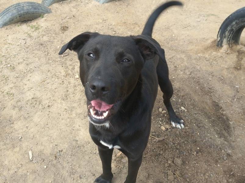 Adotta un cane, taglia media, maschio, Torino