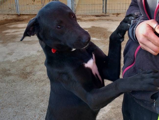 Vuoi adottare un cane a Torino?