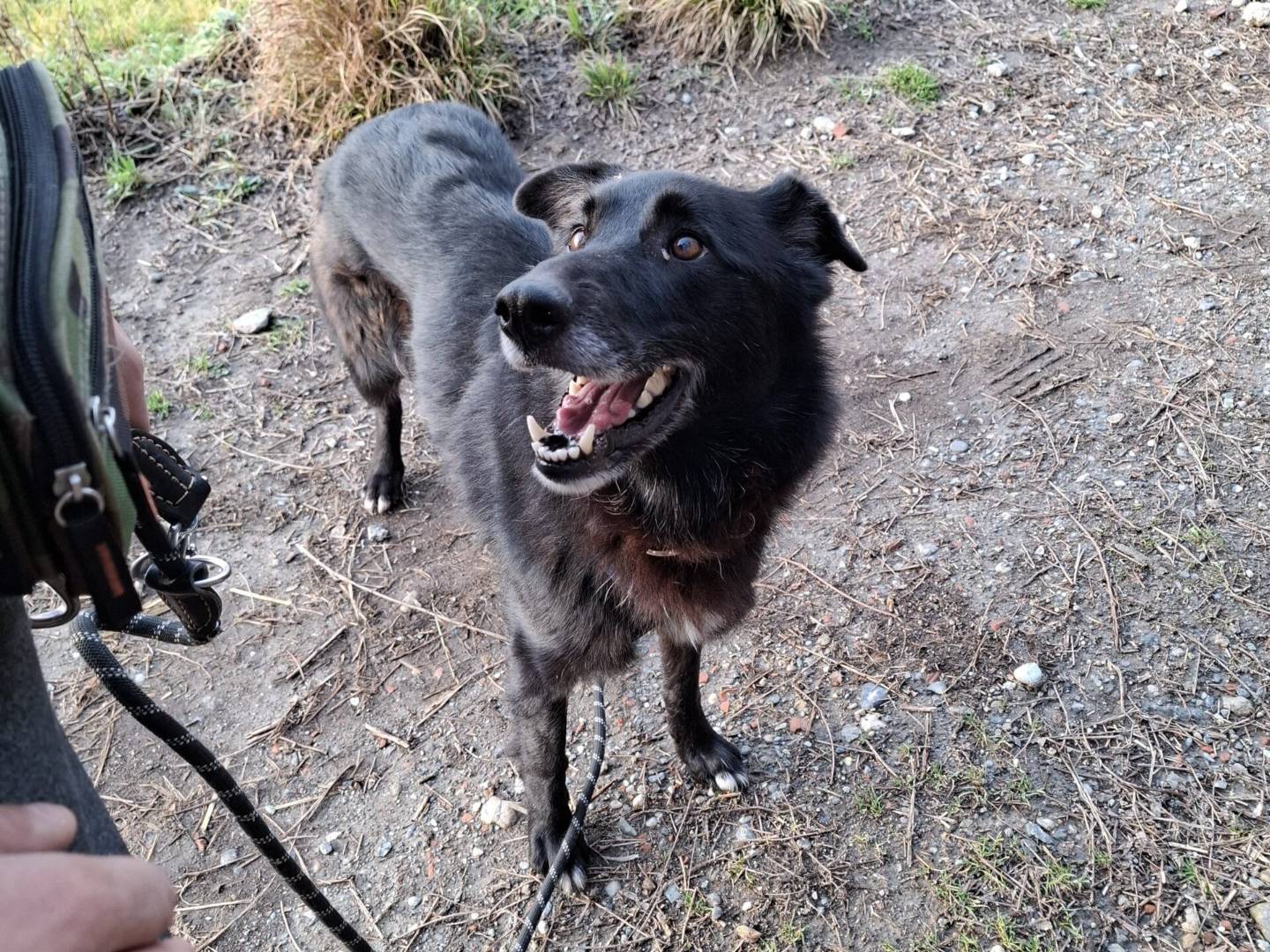 Adozione cane, femmina, Pastore Belga Groenendael Razza sconosciuta, 6 anni e 2 mesi, taglia media, Torino