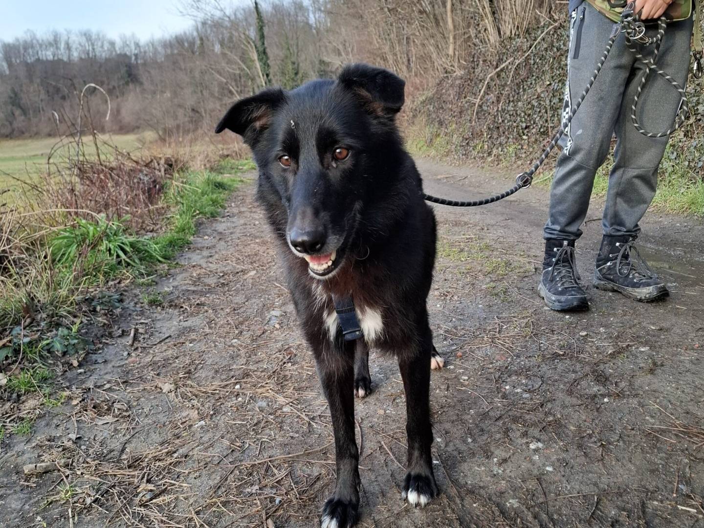 Adotta un cane, femmina, 6 anni e 2 mesi, Torino