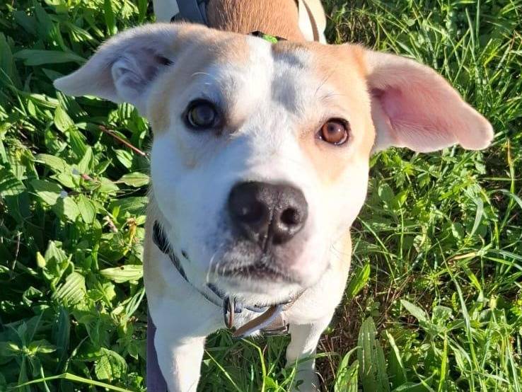 Adozione cane, maschio, Pitbull Pastore maremmano, 1 anno e 7 mesi, taglia media, Torino