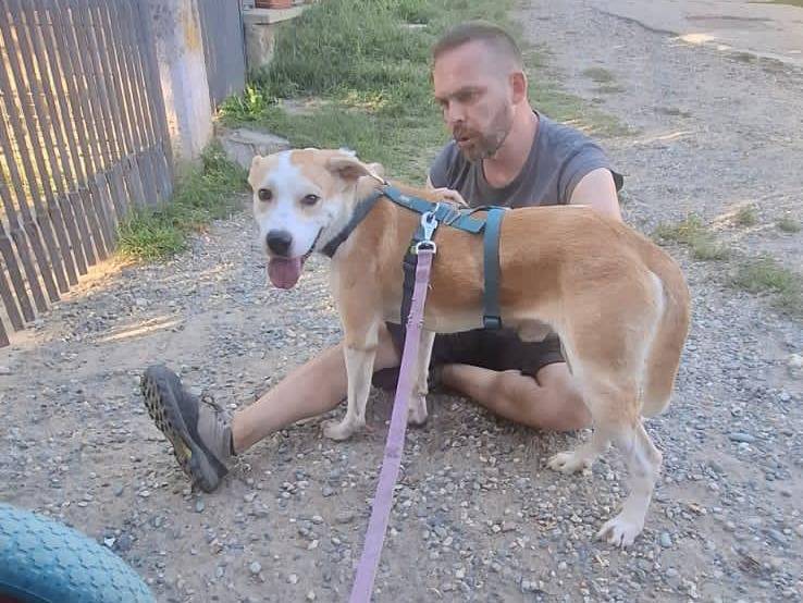 Adotta un cane, maschio, 1 anno e 7 mesi, Torino