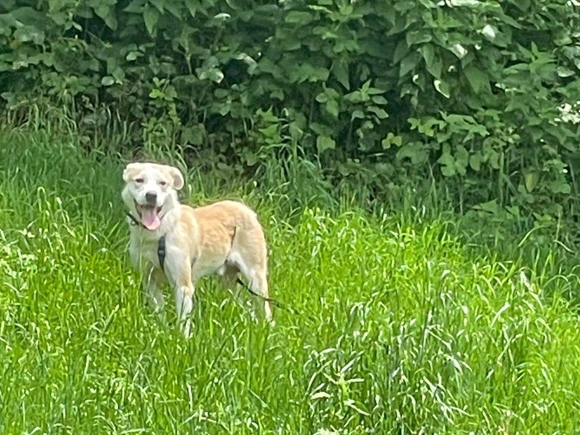 Adotta un cane, taglia media, maschio, Torino