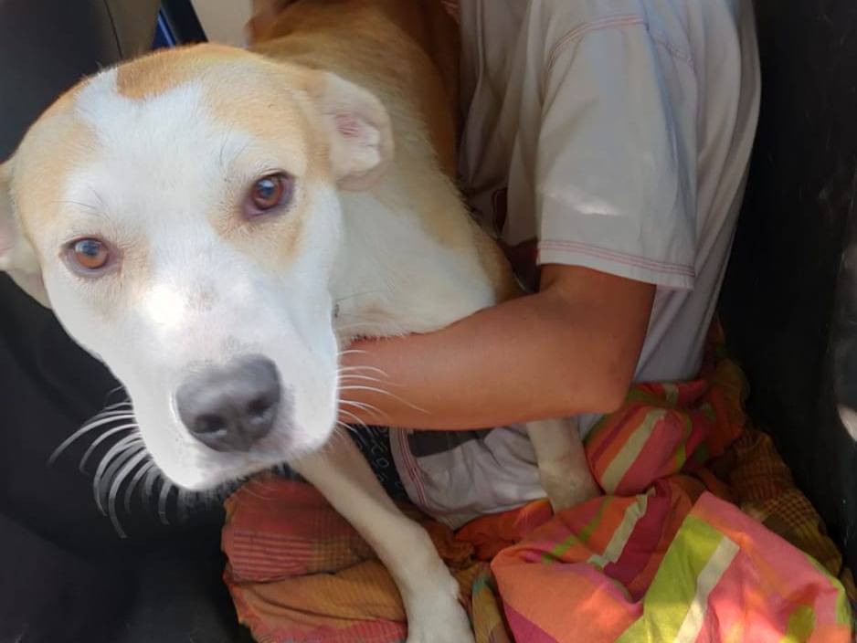 Vuoi adottare un cane a Torino?