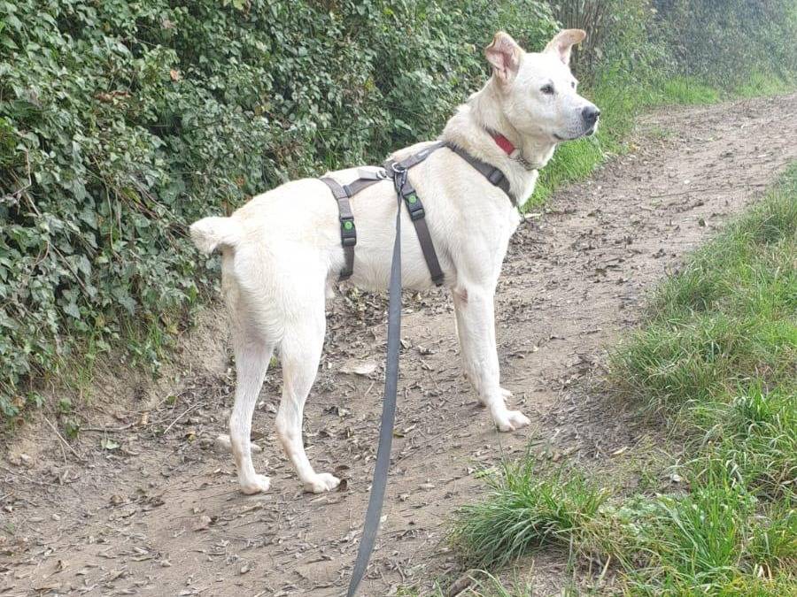 Adozione cane, maschio, Razza sconosciuta Razza sconosciuta, 2 anni e 3 mesi, taglia media, Torino