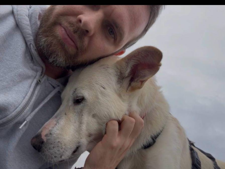 Adotta un cane, maschio, 2 anni e 3 mesi, Torino