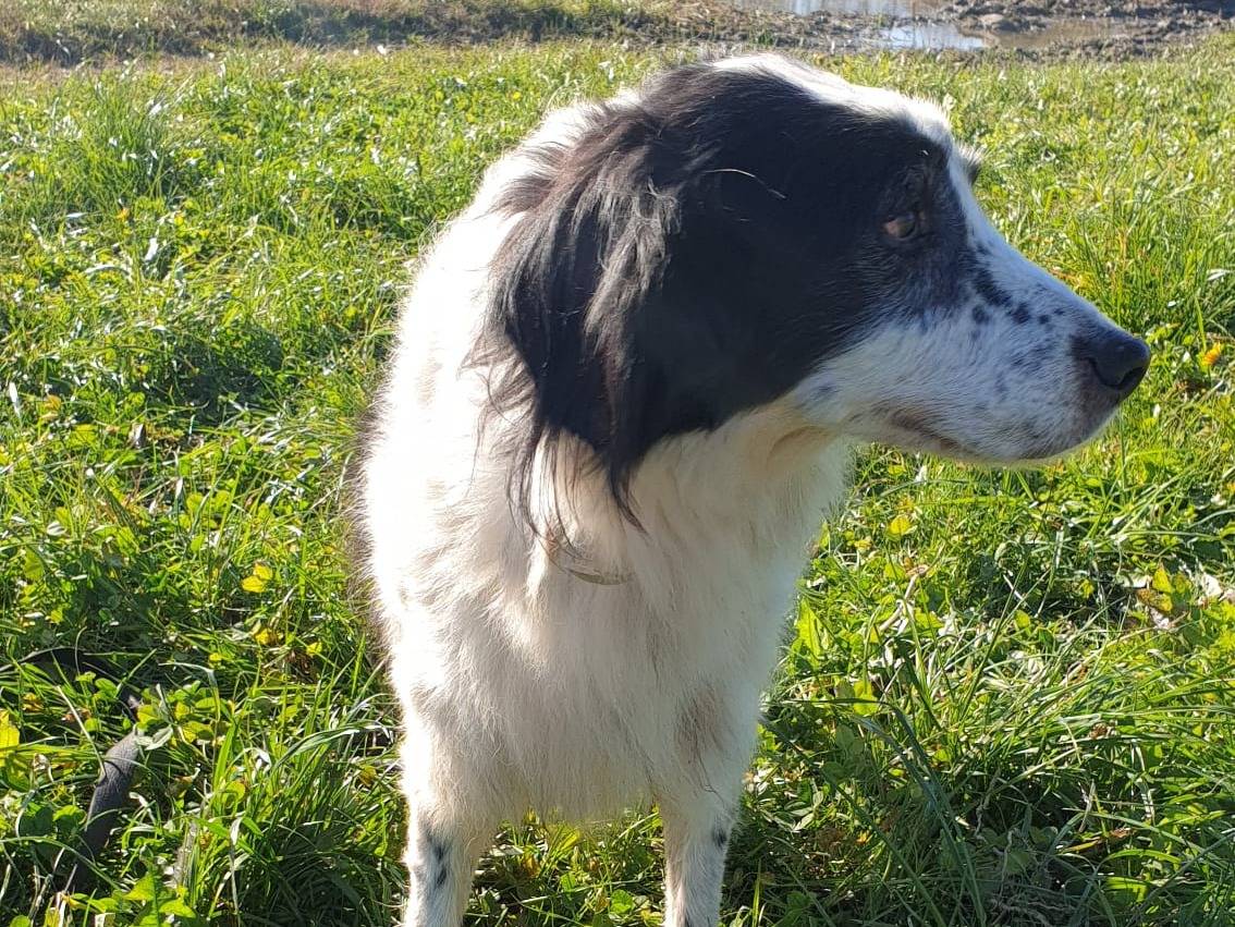 Vuoi adottare un cane a Torino?