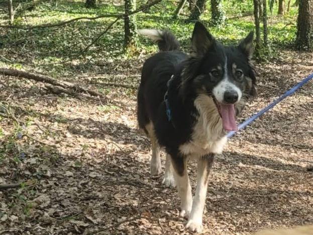 Adozione cane, femmina, Border Collie Razza sconosciuta, 2 anni e 2 mesi, taglia media, Milano
