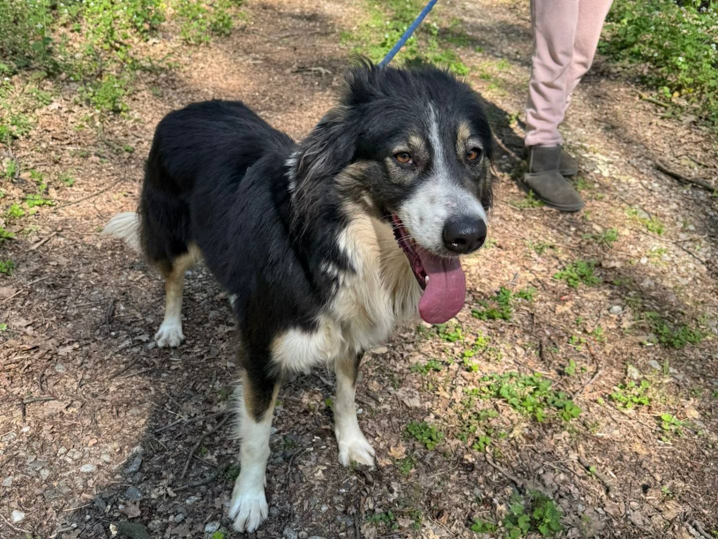 Adotta un cane, femmina, 2 anni e 2 mesi, Milano