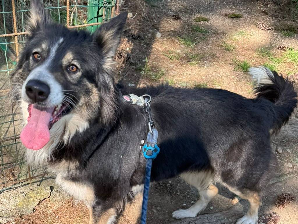 Adotta un cane, taglia media, femmina, Milano