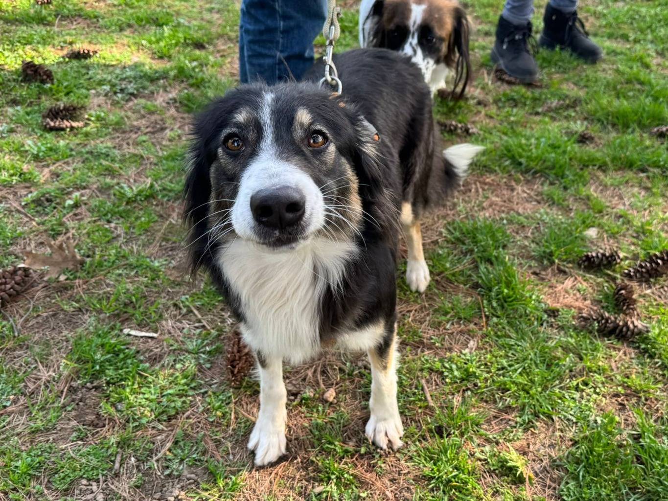 Vuoi adottare un cane a Milano?