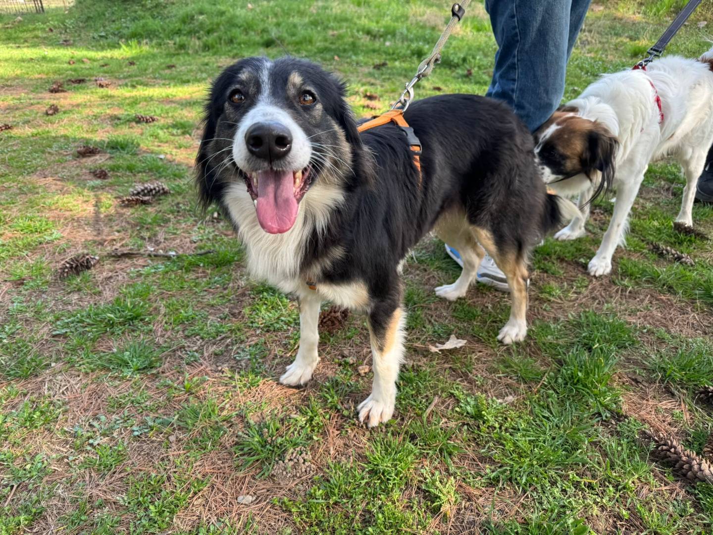 Adotta il cane Mila a Milano