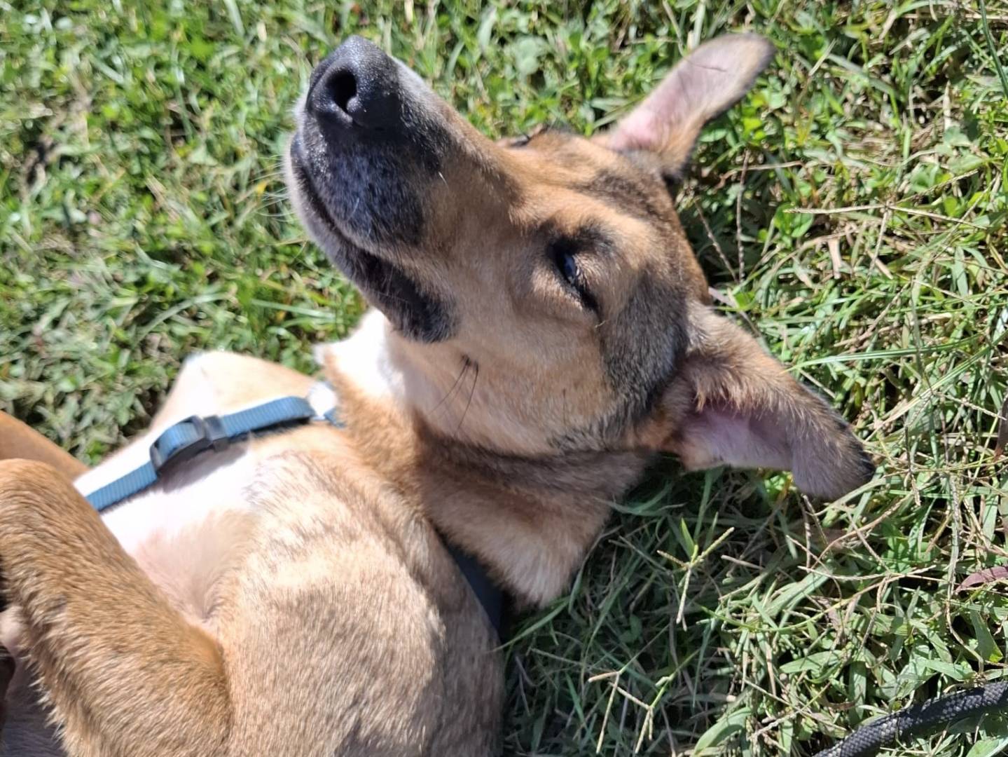 Vuoi adottare un cane a Torino?